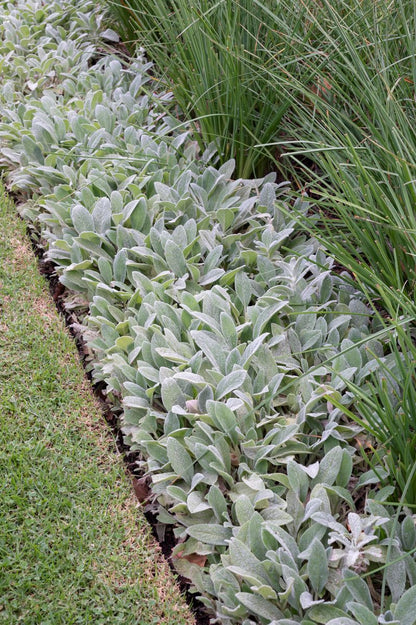 Stachys Silver Velvet