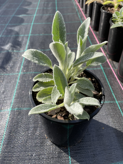 Stachys byzantina