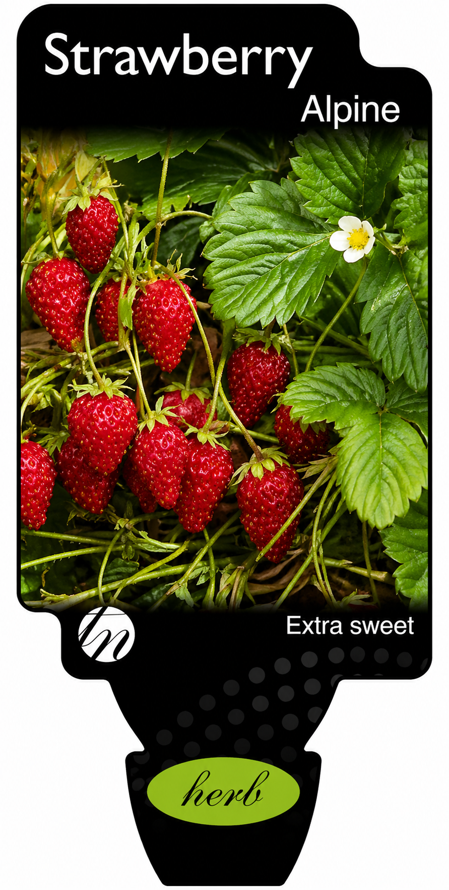 Strawberry - Alpine Fragaria x. ananassa