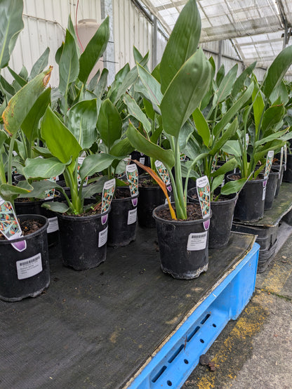 Strelitzia reginae
