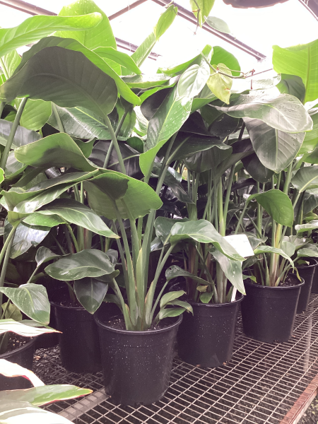the plant broker