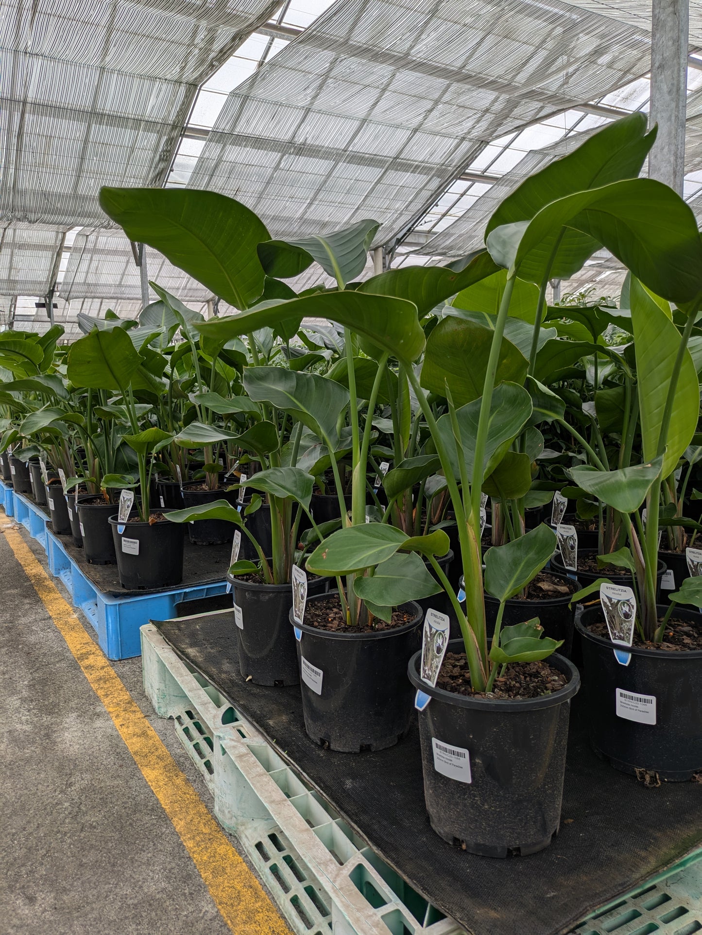 Strelitzia nicolai