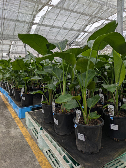 Strelitzia nicolai