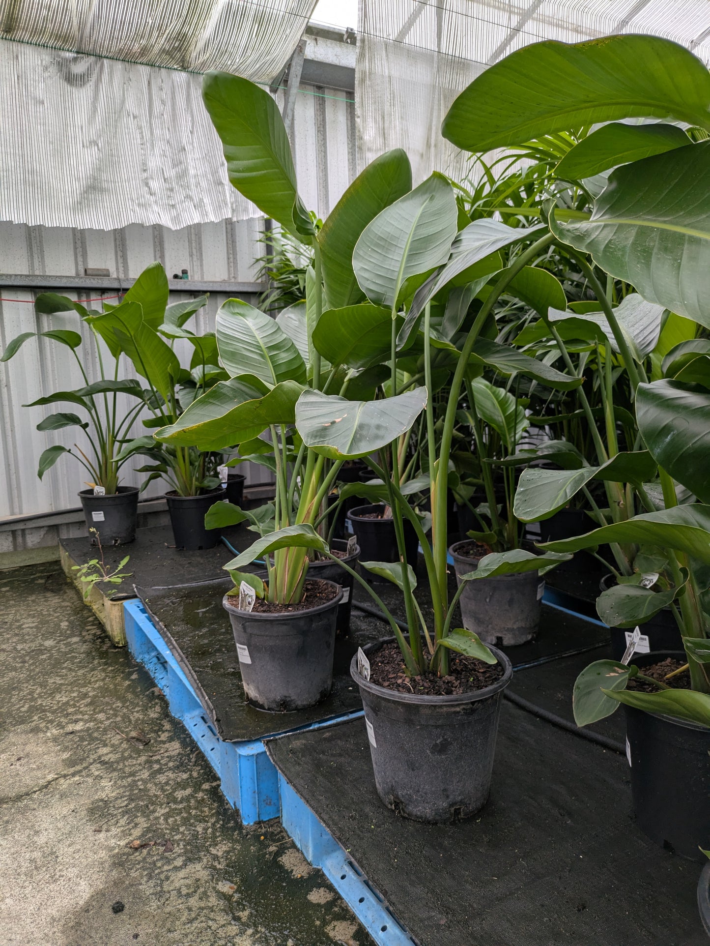 Strelitzia nicolai