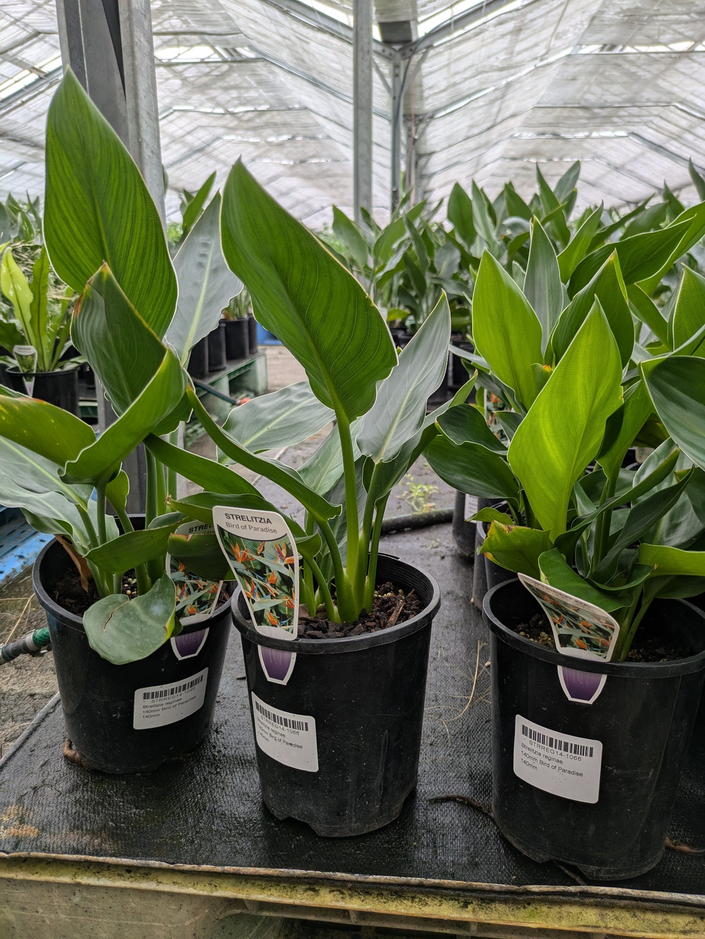 Strelitzia reginae