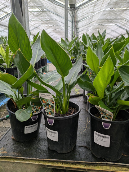 Strelitzia reginae