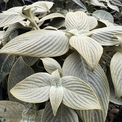 Strobilanthes gossypinus