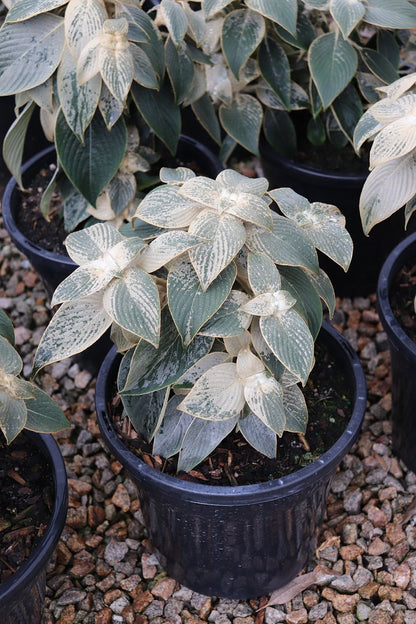 Strobilanthes gossypinus