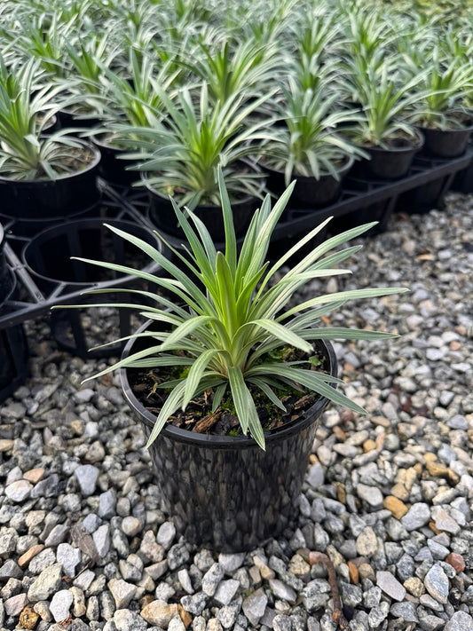 Stylidium armeria 'Raptor Pink'