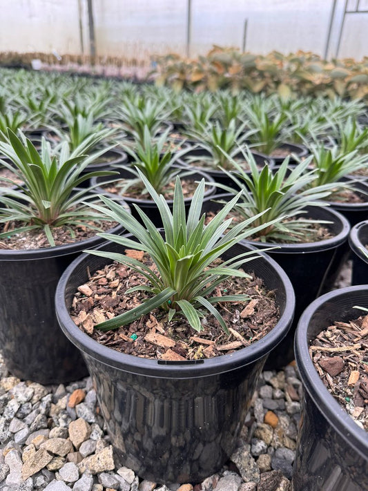 Stylidium graminifolium 'Pinkasaurus'