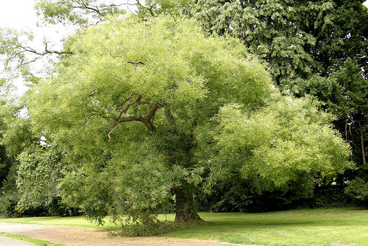 Styphnolobium japonicum