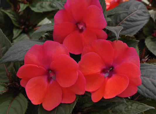 Sunpatiens Compact Deep Rose