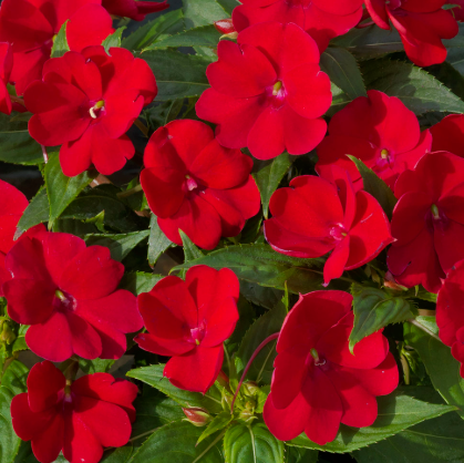 Sunpatiens Compact Fire Red