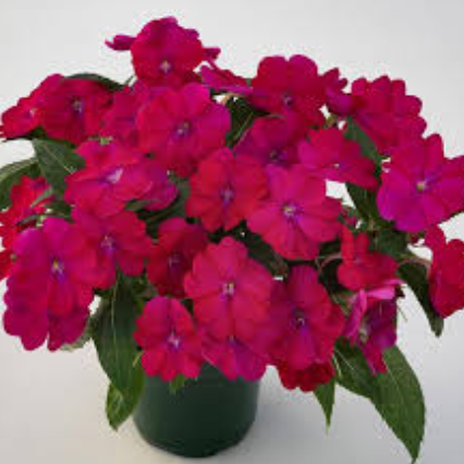 Sunpatiens Magenta