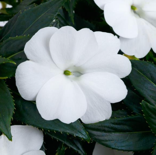 Sunpatiens White Compact