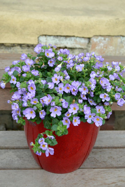 Sutera ‘FLOWERBURST® Blue’