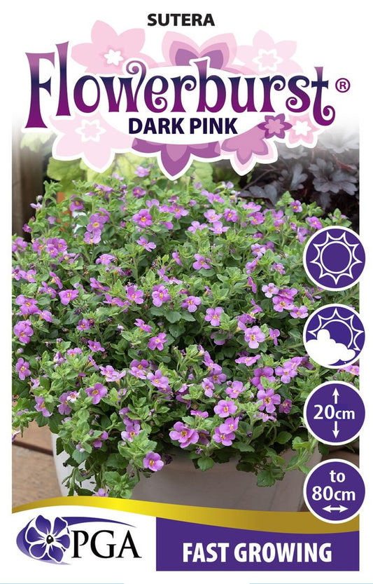 Sutera ‘FLOWERBURST® Dark Pink’