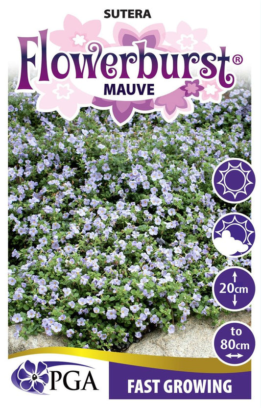 Sutera ‘FLOWERBURST® Mauve’
