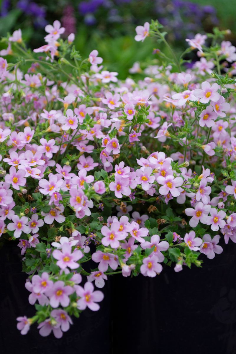 Sutera 'Flowerburst Pink'