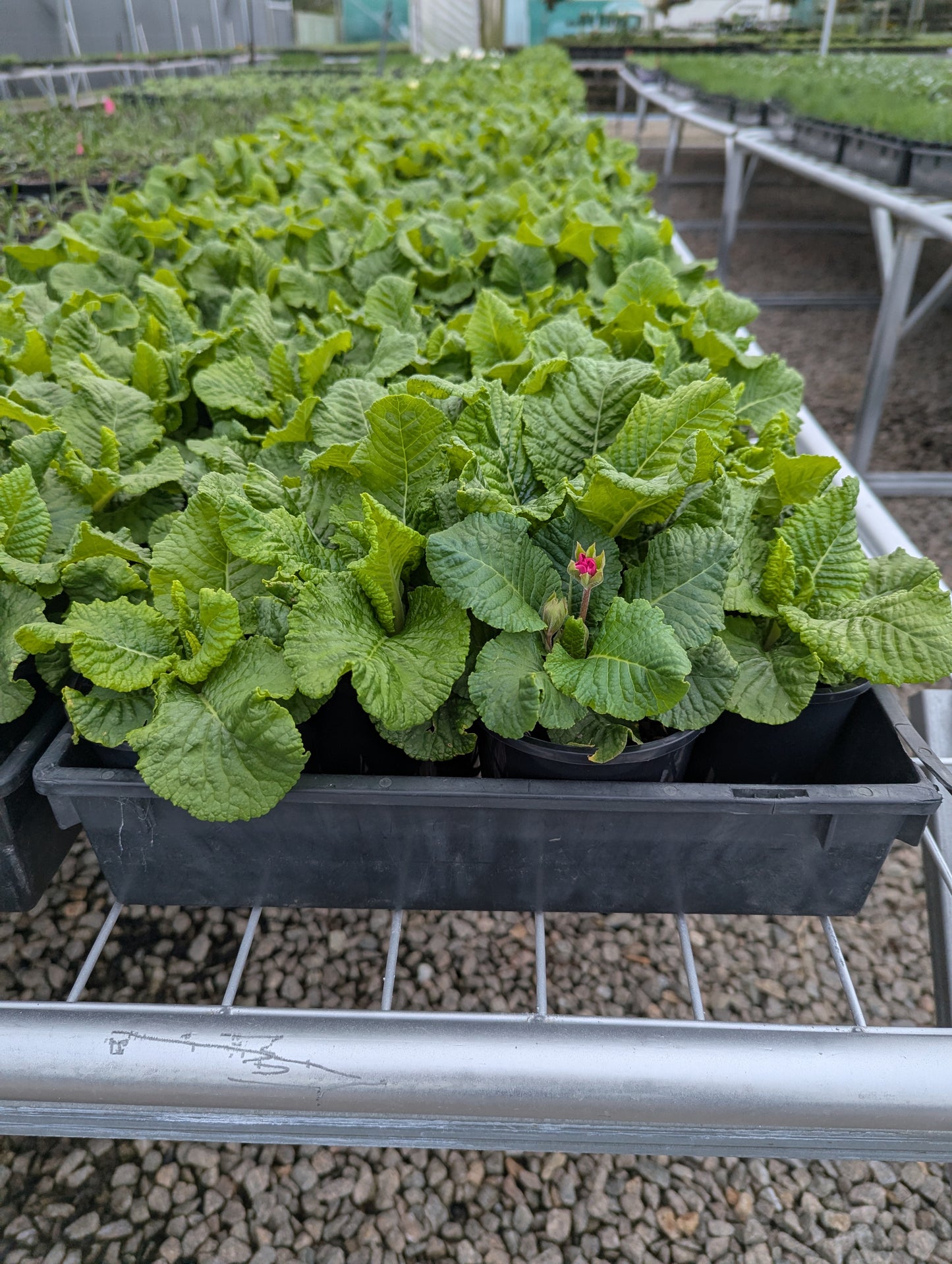 Primula acaulis Sweet Sixteen