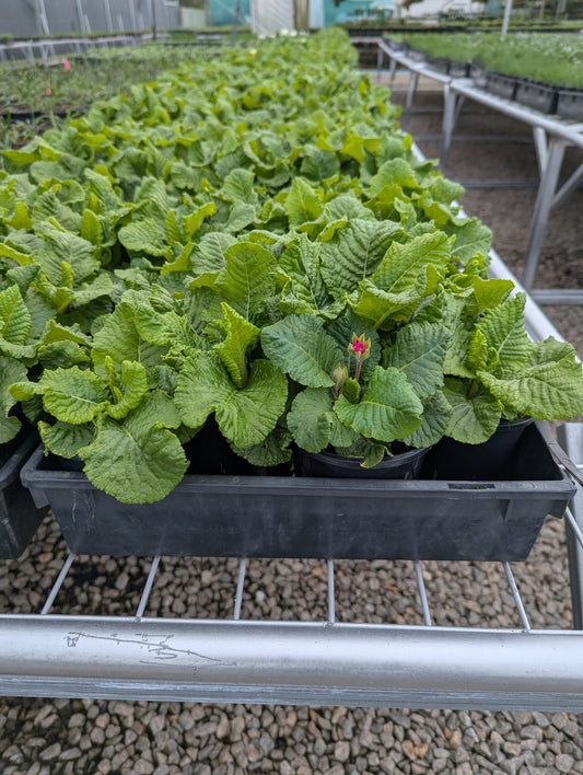 Primula acaulis Sweet Sixteen