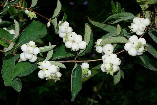 Symphoricarpos albus