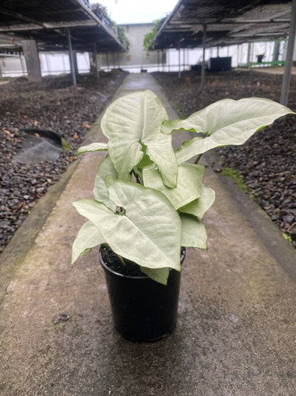 Syngonium 'Holly'