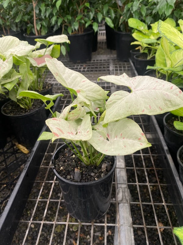 Syngonium 'Confetti'