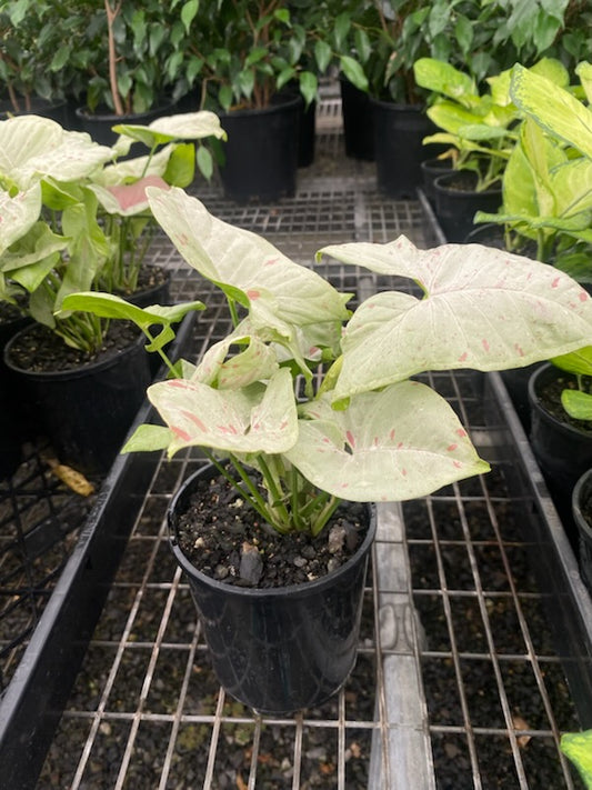 Syngonium 'Confetti'