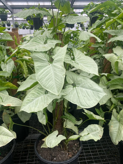 Syngonium 'Holly'