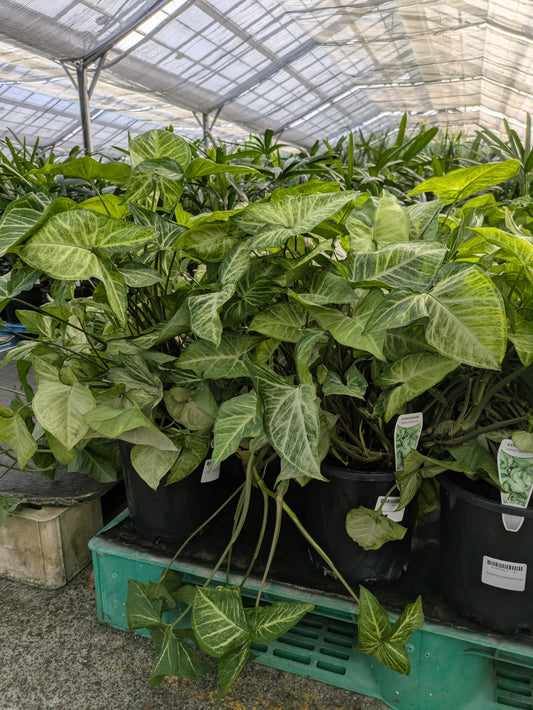 Syngonium podophyllum White Butterfly