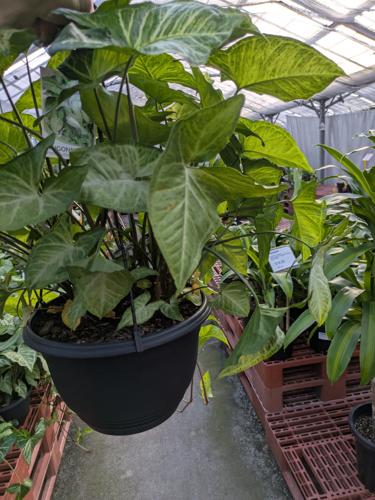 Syngonium podophyllum White Butterfly