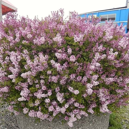 Syringa meyeri 'Josee'