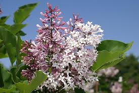 Syringa patula 'Miss Kim'