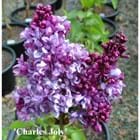 Syringa vulgaris 'Charles Joly'