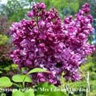 Syringa vulgaris 'Mrs Edward Harding'