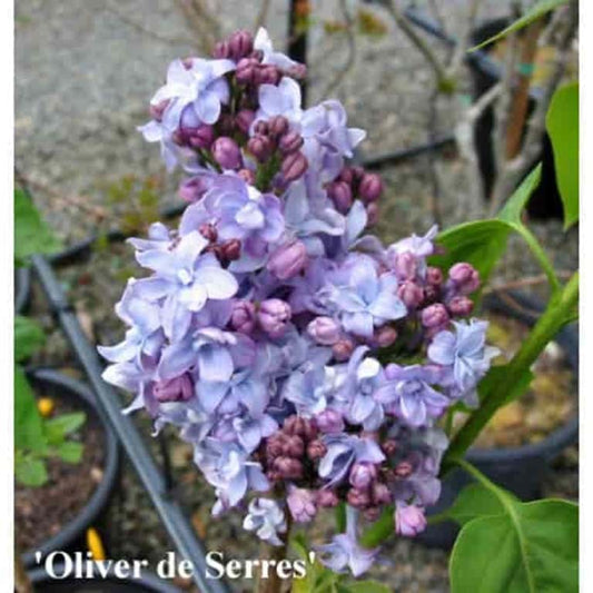 Syringa vulgaris 'Olivier De Serres'