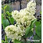 Syringa vulgaris 'Primrose'