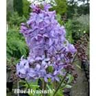 Syringa x hyacinthiflora 'Blue Hyacinth'