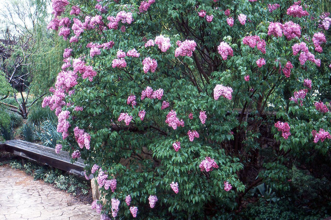 Syringa x hyacinthiflora 'Clarkes Giant'