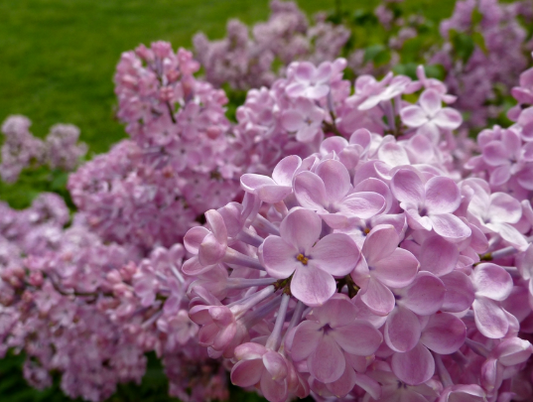 Syringa x hyacinthiflora 'Missimo'