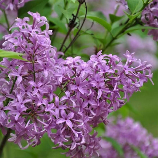 Syringa x persica 'Persian Lilac'