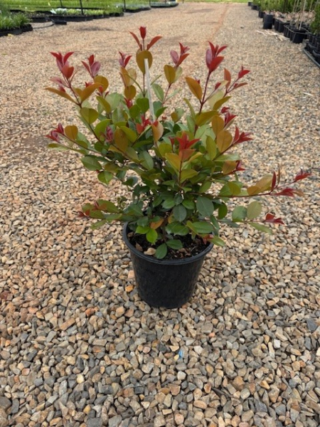 Syzygium australe Big Red