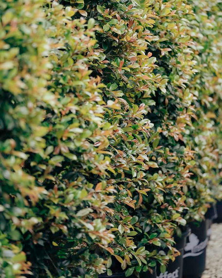 Syzygium australe 'Backyard Bliss' pbr