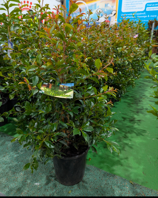 Syzygium australe Green Machine
