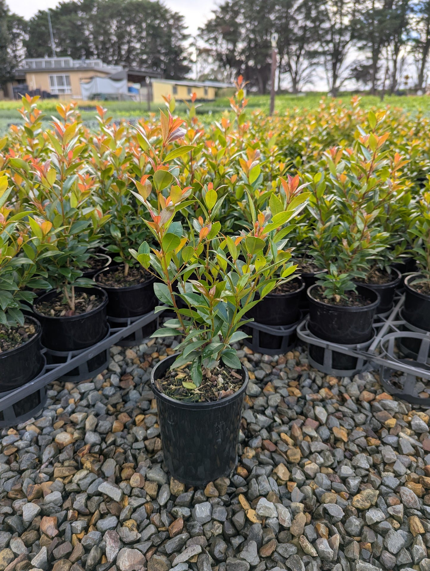 Syzygium australe Hinterland Gold