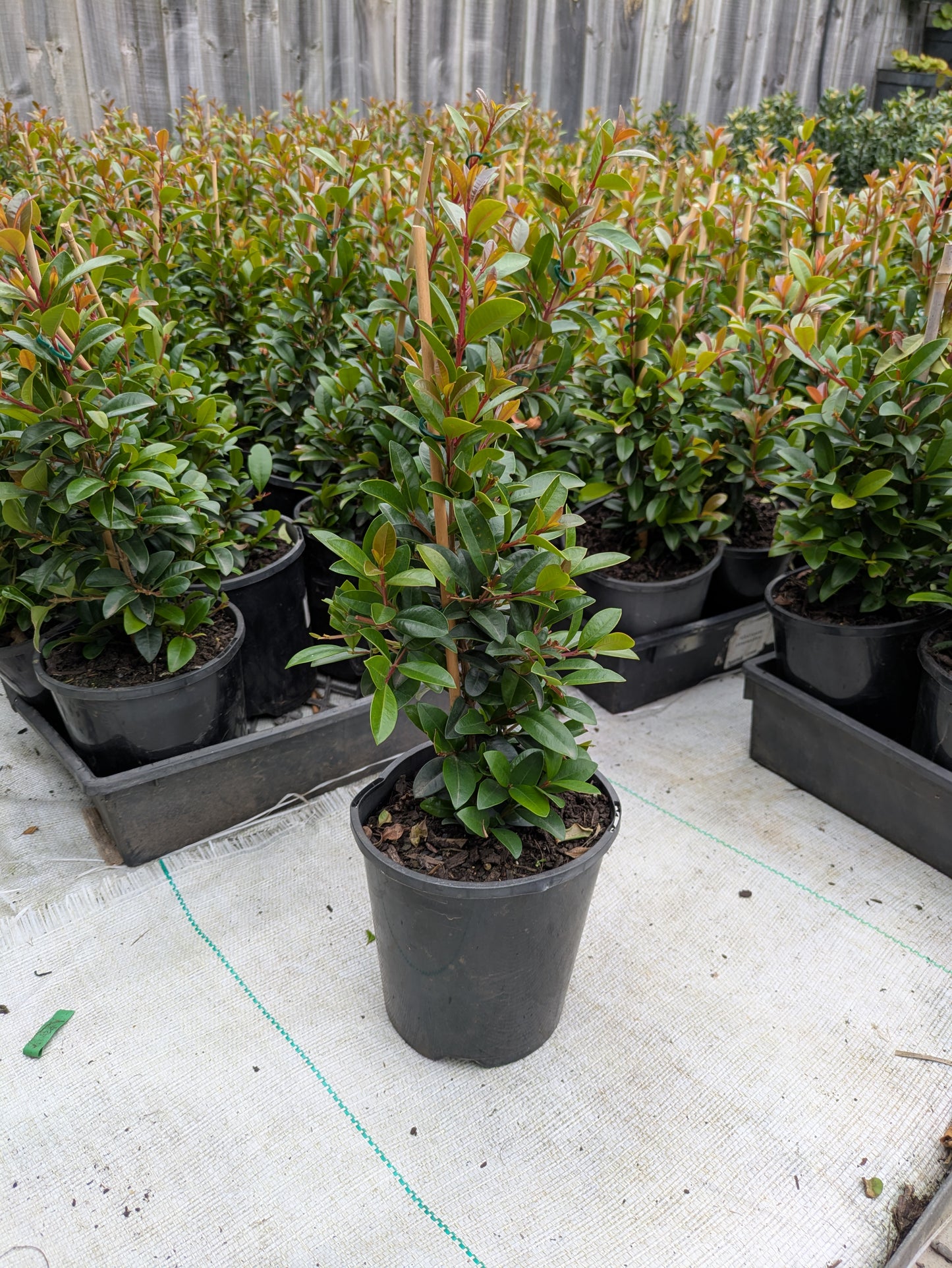 Syzygium australe (SAN01)  Straight and Narrow™