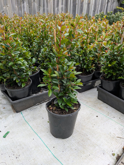 Syzygium australe (SAN01)  Straight and Narrow™