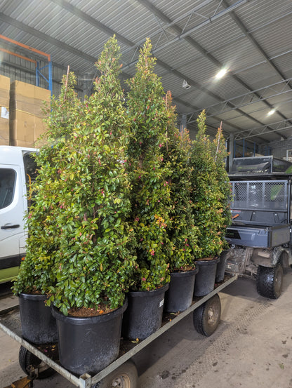 Syzygium australe (SAN01)  Straight and Narrow™
