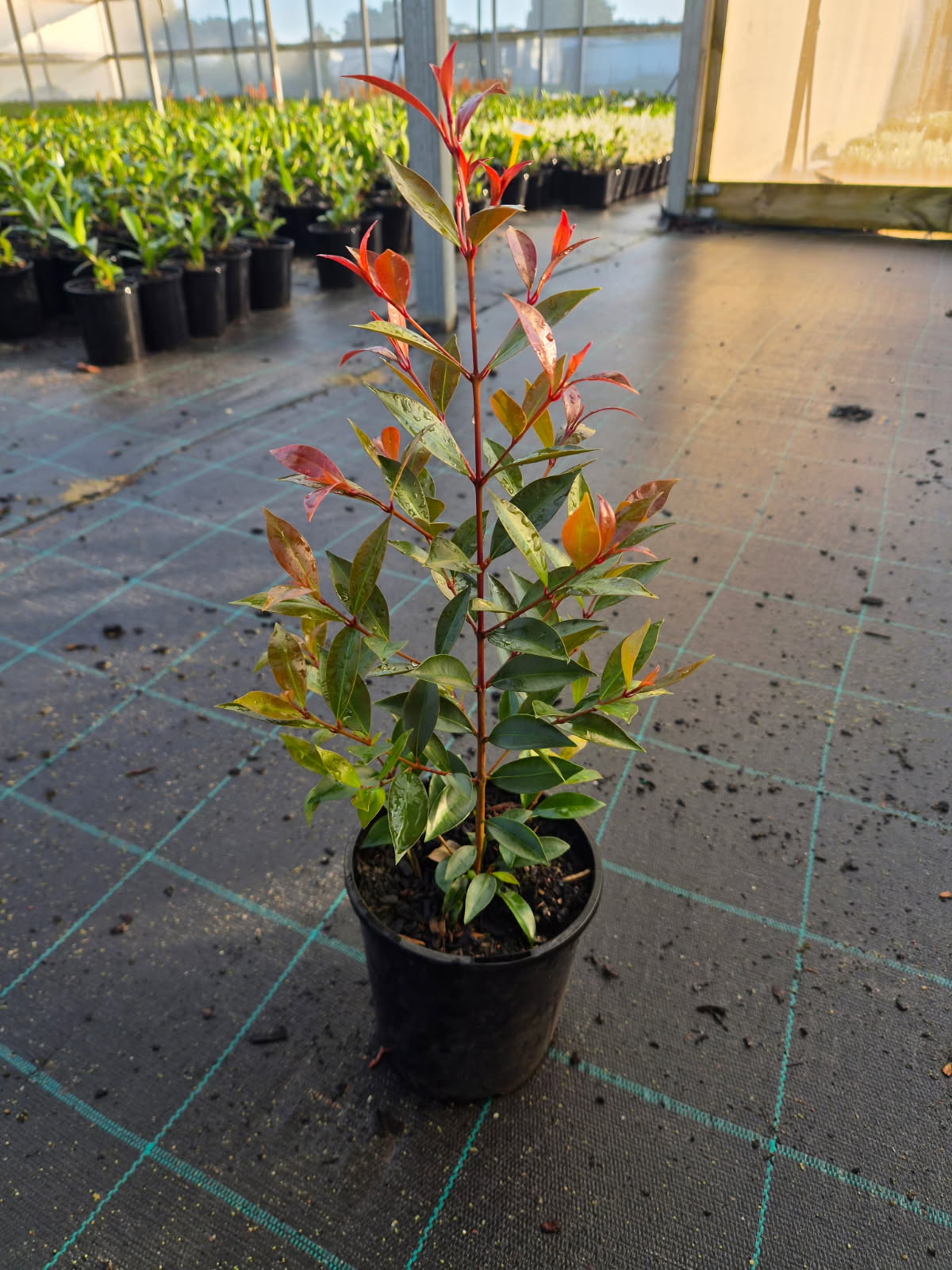 the plant broker